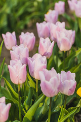 tulips field agriculture holland