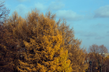 Fototapeta premium trees and yellow leaves, blue sky above and street lamp on the right