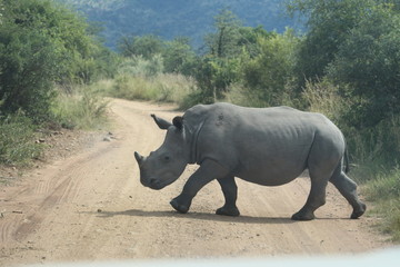 Naklejka premium Pilannesberg pictures