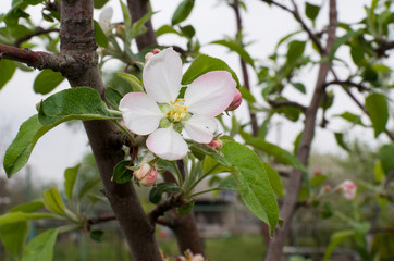 spring flowers in the garden
