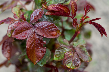 green leaves in the dew