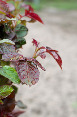 green leaves in the dew