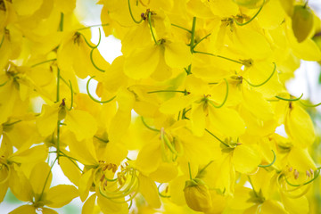 Golden Shower background image select focus , Cassia fistula flower,Ratchaphruek flower Kingdom of...