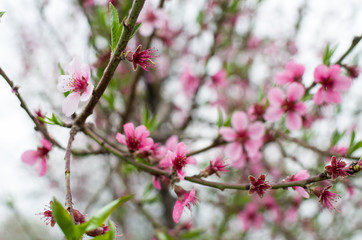 spring flowers in the garden