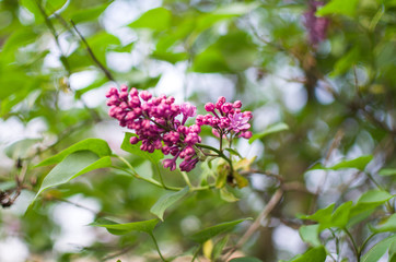 spring flowers in the garden