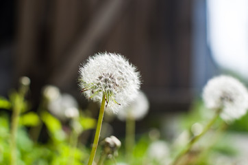 white dandelion in the garden