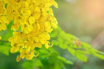 Golden shower flower is bloom.  It golden yellow color petals flower. It is a flowering plant in the family Fabaceae. flower is Thailand's national flower