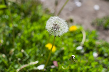 white dandelion in the garden
