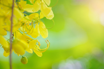 Golden Shower background image select focus , Cassia fistula flower,Ratchaphruek flower Kingdom of...