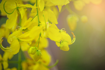 Golden Shower background image select focus , Cassia fistula flower,Ratchaphruek flower Kingdom of Thailand
