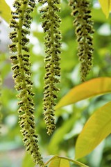 Catkins hanging from a walnut tree in spring in a garden in Nijmegen the Netherlands