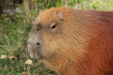 The Head of a Large South American Capybara Animal.
