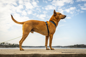Red dog on pier looking forward. Dog stay on the blue sky background.