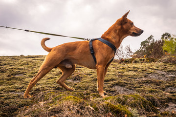 Red dog on stretched leash looking forward. Dog stay on the cloudy sky background.