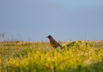 a robin in the grass