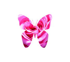 butterfly with pink rose isolated on white background
