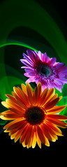 Gerbera orange and gerbera lilac on a multicolored  background, improvization by green light on the black background