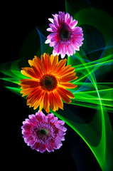 Gerberas lilac, gerbera orange  and green lines of light on a black background