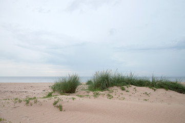Pink beach with cloudy sky and bunches of grass growing on sand