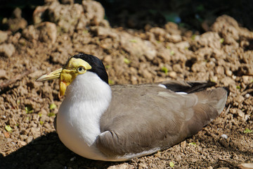 Maskenkiebitz