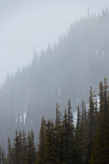 Misty mountain slope and trees