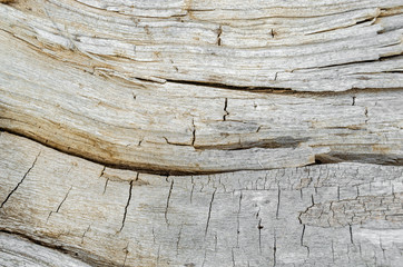 Texture of an old, fallen tree.Wood background.
