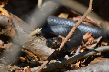 Black Racer