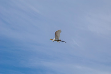 A white heron flies solitary in blue sky.
