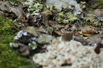Pilz auf Baumstamm