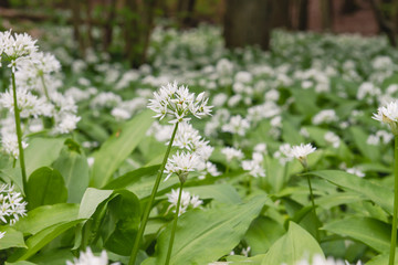 wild allium ursinum flowering