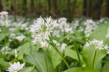 Wild bear's garlic flower close up