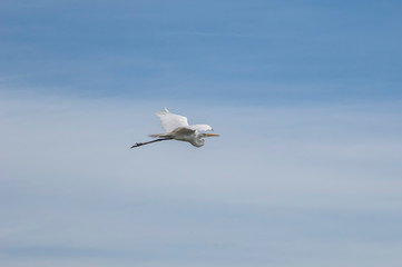 A white heron flies solitary in blue sky.