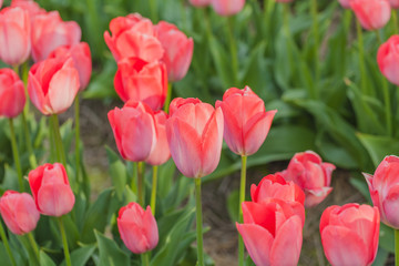 tulips field agriculture holland