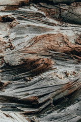 Texture of an old, fallen tree.Wood background.