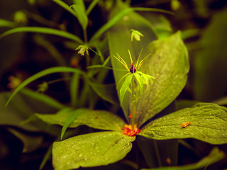 Dark purple flower of paris herb, true lover's knot (Paris quadrifolia) blooming in a forest in spring with lily of the valley leaves 