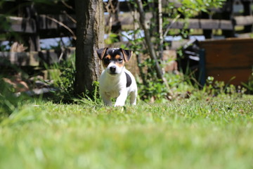 Szczeniak Jack Russell terrier © Slawek