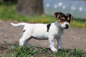 Szczeniak Jack Russell terrier © Slawek