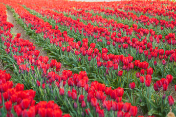tulips field agriculture holland