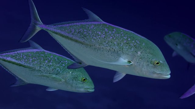 Portrait of the Bluefin trevally, Caranx melampygus, also known as the bluefin jack, bluefin kingfish, bluefinned crevalle, blue ulua, omilu or spotted trevally Maldives, Indian Ocean,SUPER SLOW MOTIO