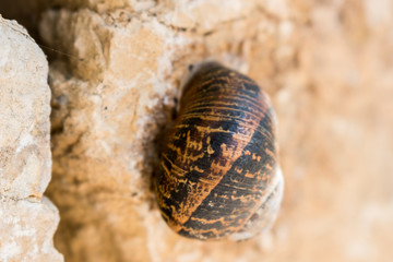 This is a close capture for a snail which stick on white wall made of stones 