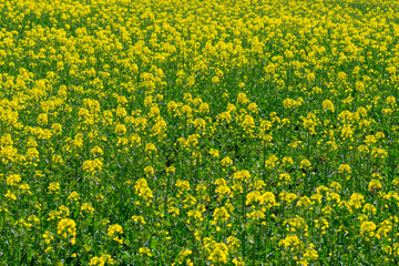 field of yellow rape