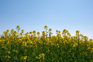 field of yellow rape