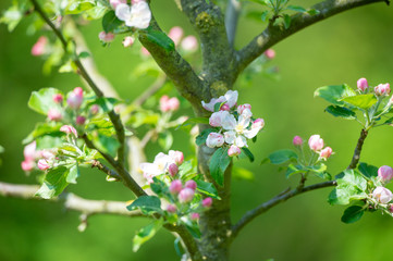 white flowers of apple tree