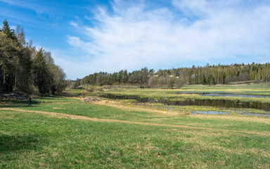 Obraz premium View of swamp in spring: calm water, light green reeds, blue sky, white clouds, reflections on water surface. Scandinavian amazing landscape. Northern Europe travel trekking tourism concept.