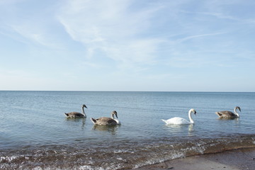 Лебеди. Балтийское море.