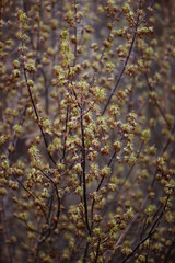 young maple shoots on a blurred background