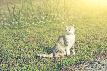 cat sit on grass