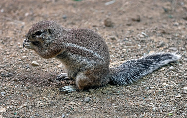 African ground squirrel. Latin name - Xerus inaurus	