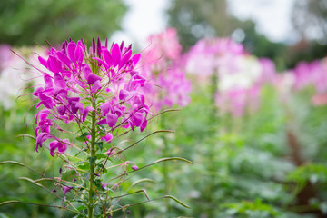 colorful pink cleome spinosa or spider flower in garden
