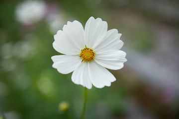 colorful cosmos flower in garden